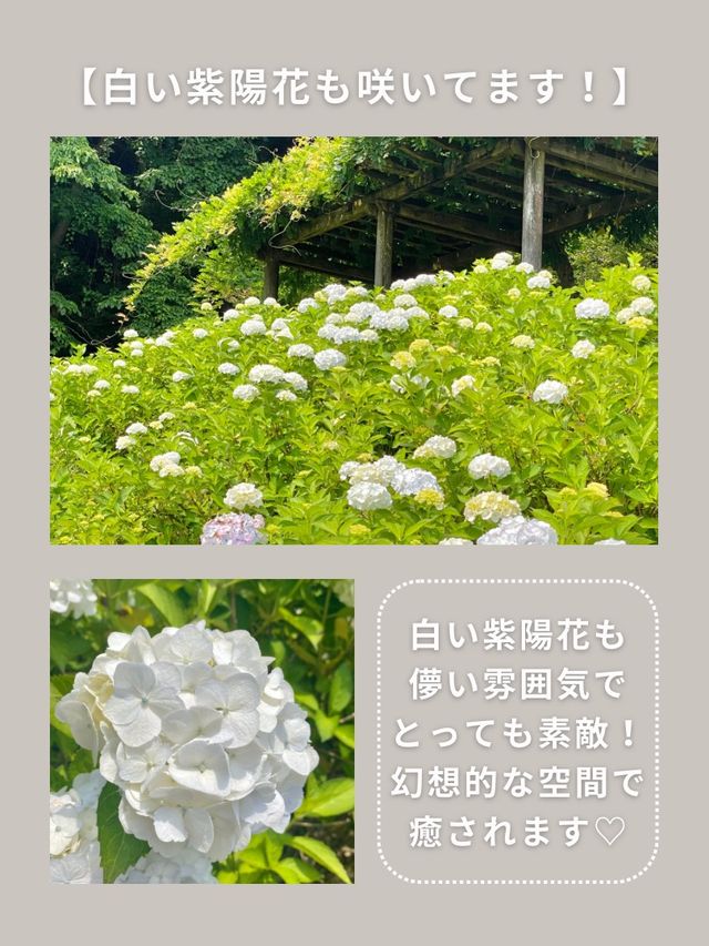 【神奈川･宮ヶ瀬】紫陽花スポット🐶🫧
