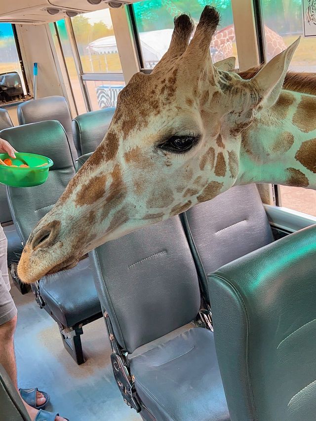 和可愛的長頸鹿來一次親密接觸🦒泰國野生動物園旅遊