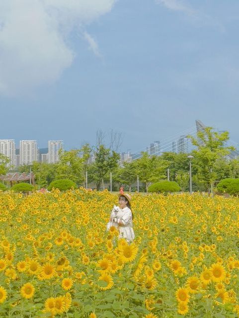 메이와 함께 세종시 해바라기 여행🌻💛