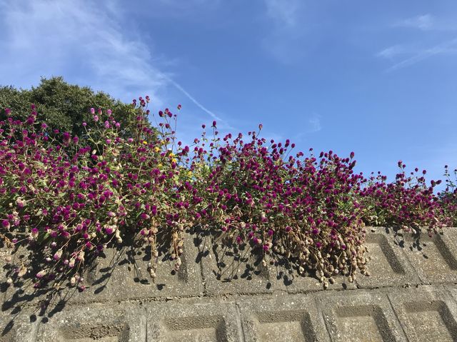 【愛知】インスタ映えな離島！佐久島をご紹介