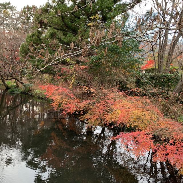 由布院金鱗湖🍁🍂紅葉季美得醉人