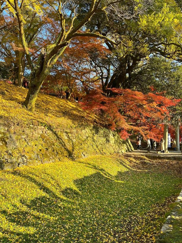 【福岡紅葉】有名な秋月城跡の紅葉🍁