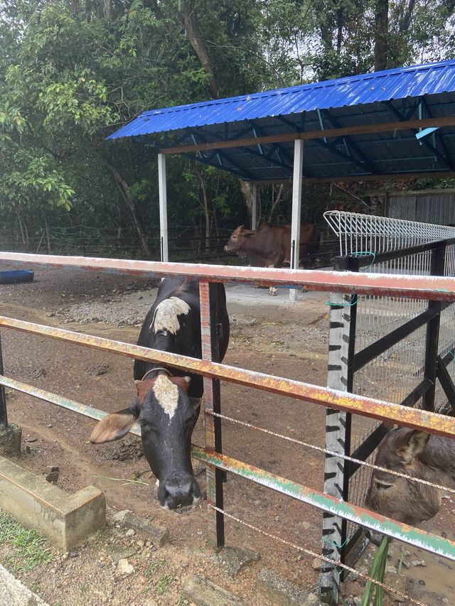 P.D. Ostrich Show Farm