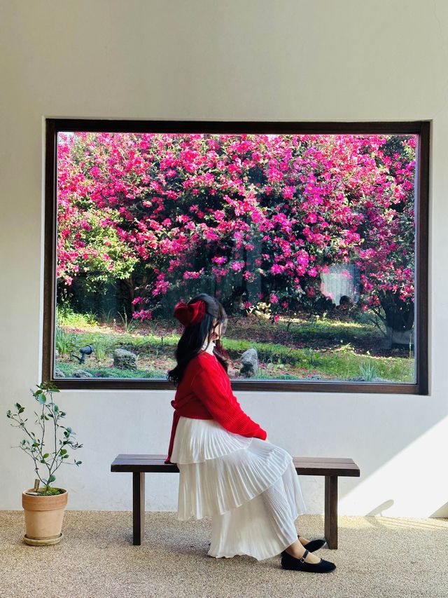 제주동백 끝판왕, 여기만 가도 완벽🌺❤️