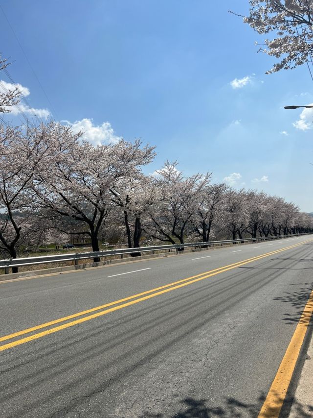 사람들이 모르는 숨은 벚꽃 명소!
