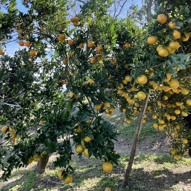 新寶觀光農場 🖌 好吃的橘子🍊自己摘
