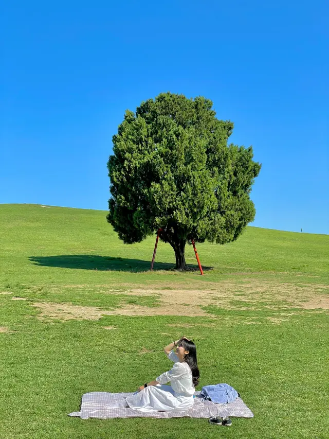 서울 올림픽공원 원조 사진 맛집 #나홀로나무 🌳