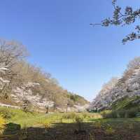 東京近郊景點 – 秩父羊山公園