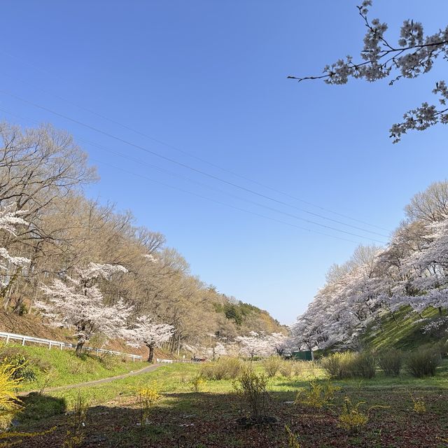 東京近郊景點 – 秩父羊山公園