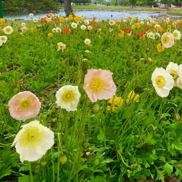 【福岡観光】年中楽しめるスポット🌷