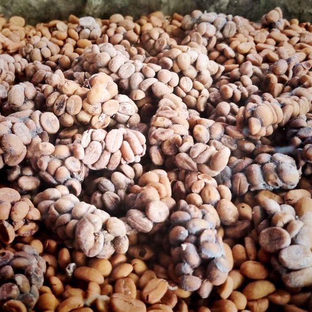 The exotic Luwak Coffee