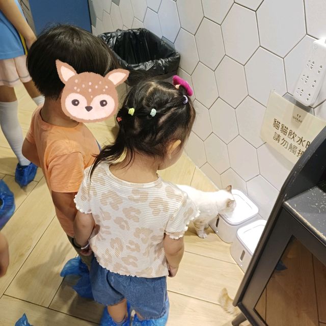 貓奴必去cafe
