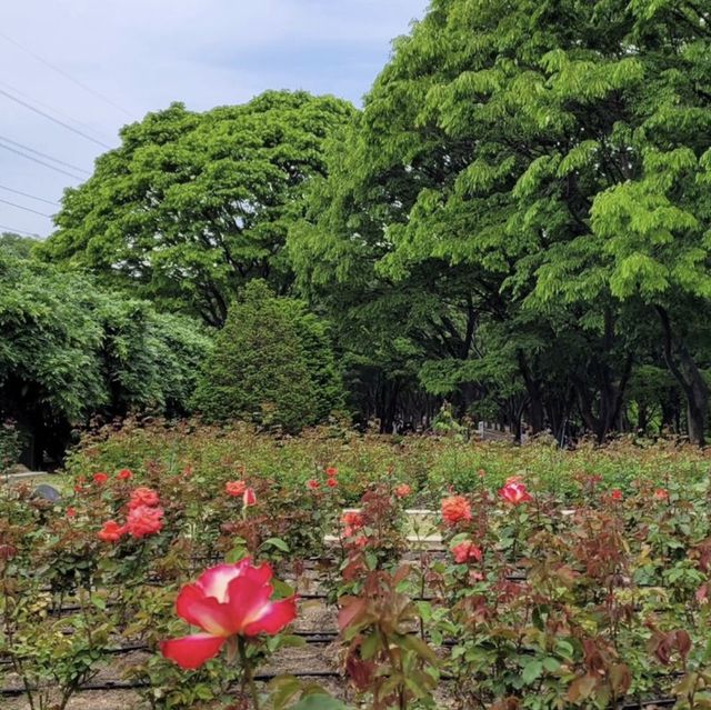 🌹 인천에 꽃이 가득! 인천대공원 수목원에서 피크닉