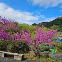 造就別府溫泉鄉的日本名山鶴見岳⛰️