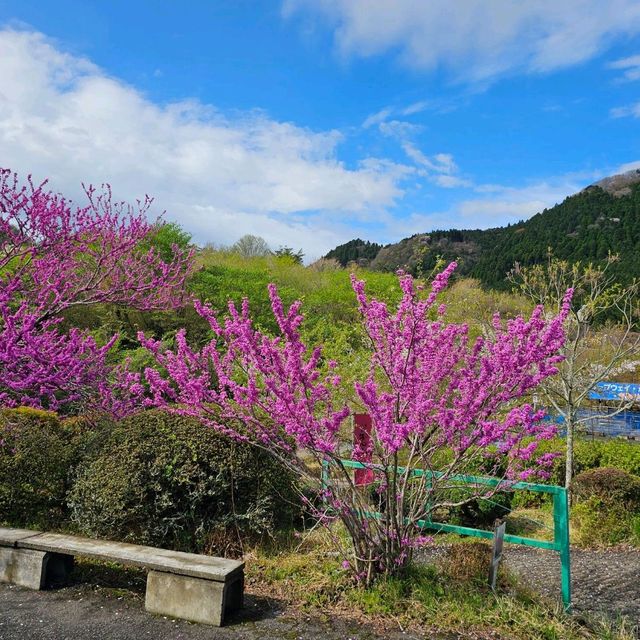 造就別府溫泉鄉的日本名山鶴見岳⛰️