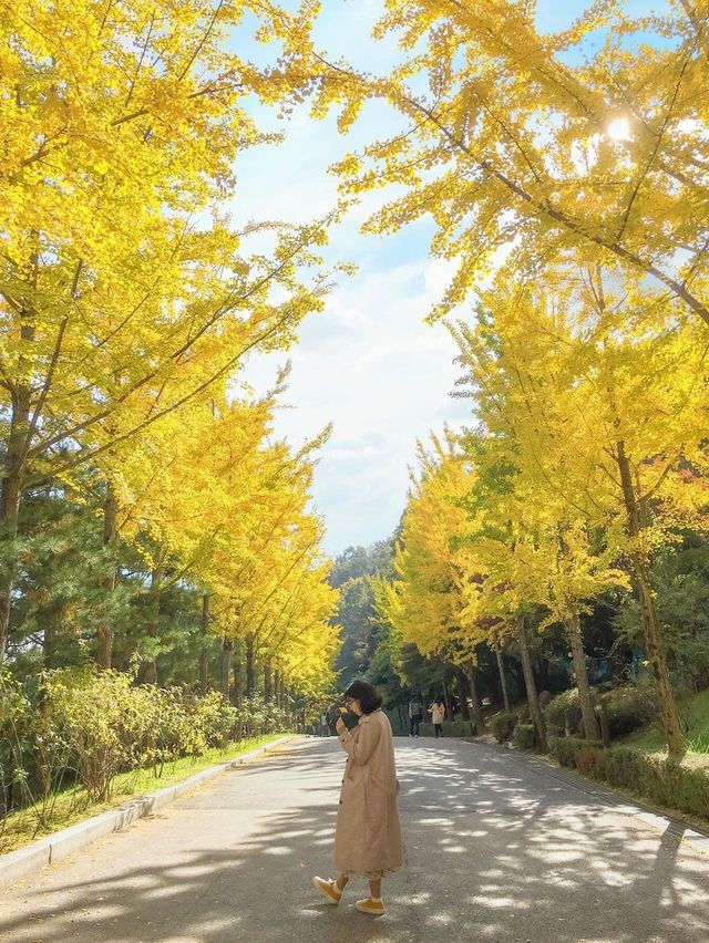 실시간 은행나무 물들어가는 청주💛