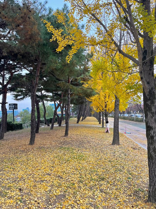 대구 스타디움은 노란 은행나무 물결로 한껏 물들어 있어요