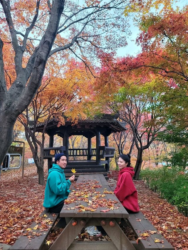 10월을 물들이는 단풍천국 태백 철암단풍군락지🍁