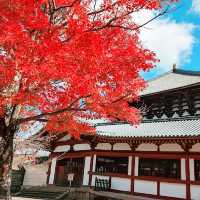 🍁 🍂 Momiji Autumn Leaves in Nara! 