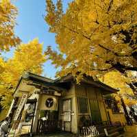兩個東京巿區隱敞超美銀杏神社
