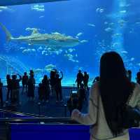 沖繩美麗海水族館