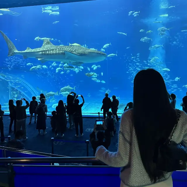 沖繩美麗海水族館