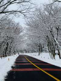 Experience White Winter @Jeju Island