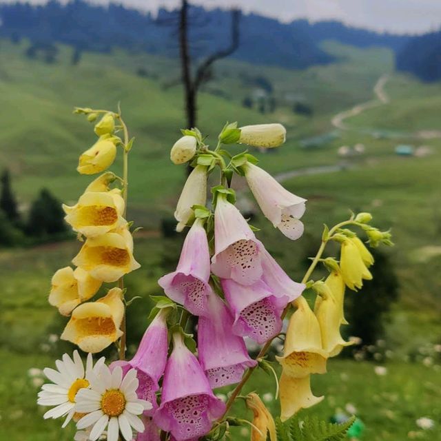 Strawberry Valley 🌸 Kashmir