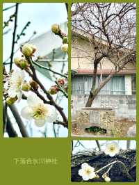 【東京都/下落合氷川神社】旧下落合村・女体の宮