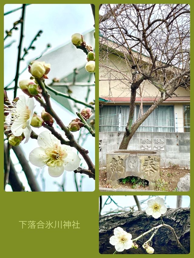 【東京都/下落合氷川神社】旧下落合村・女体の宮