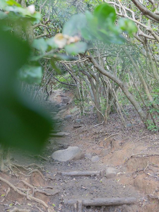 【福岡】糸島でトトロの世界？糸島トトロの森