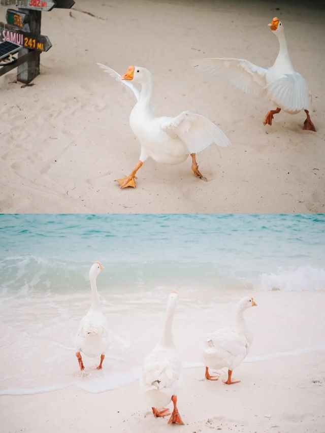 How to? ถ่ายรูปกับน้องห่านจึ้งๆ | เกาะล้าน