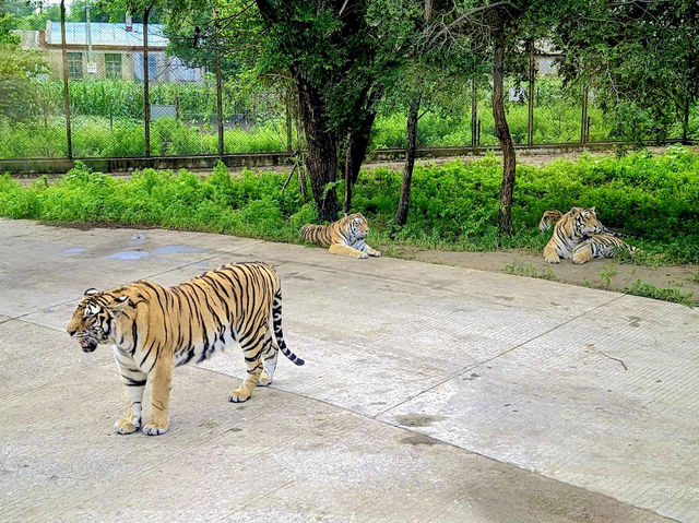 Siberia Tiger Park in Harbin