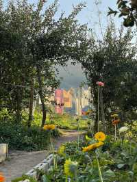 🍊 JINJU the orange farm - สวนส้มจินจู 🍊🧺🌳   🌳