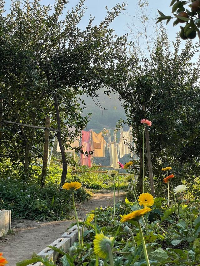 🍊 JINJU the orange farm - สวนส้มจินจู 🍊🧺🌳   🌳