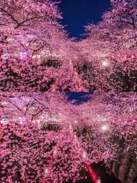 目黑川櫻花狂歡！體驗東京之美，留下難忘記憶📸