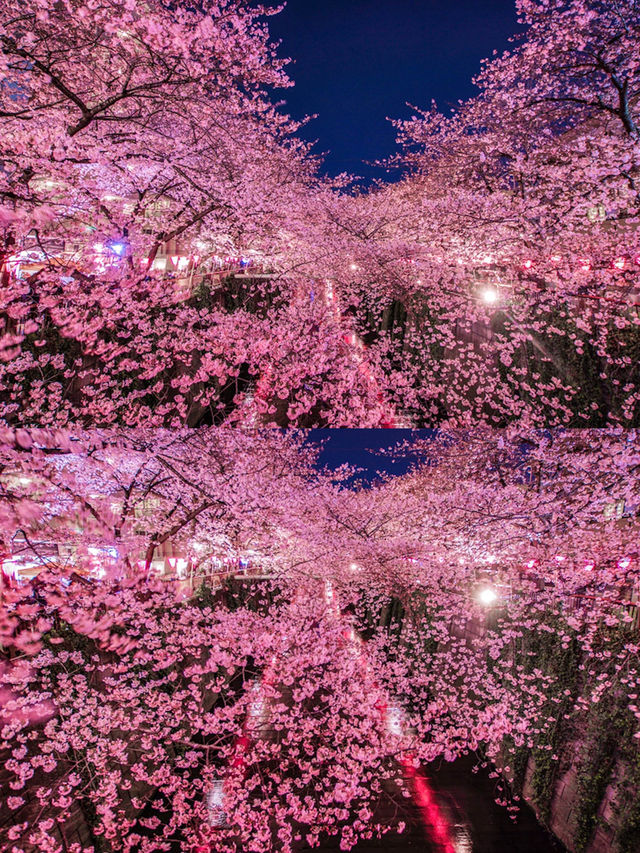 目黑川櫻花狂歡！體驗東京之美，留下難忘記憶📸
