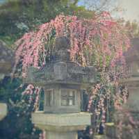 北野天満宮の桜と梅