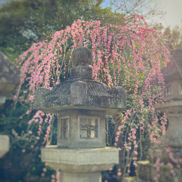 北野天満宮の桜と梅