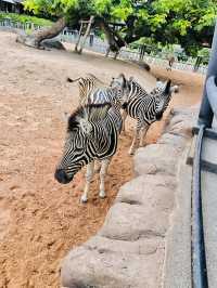 Hua Hin Safari & Adventure Park 