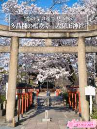 【京都×桜】本当は教えたくない🙅京都駅から徒歩圏内の穴場の桜スポット🌸