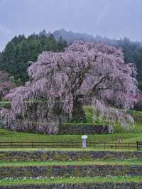 【奈良×桜】高さ13m・樹齢300年の圧巻のしだれ桜🌸