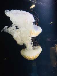 【山形】世界一のクラゲ水族館