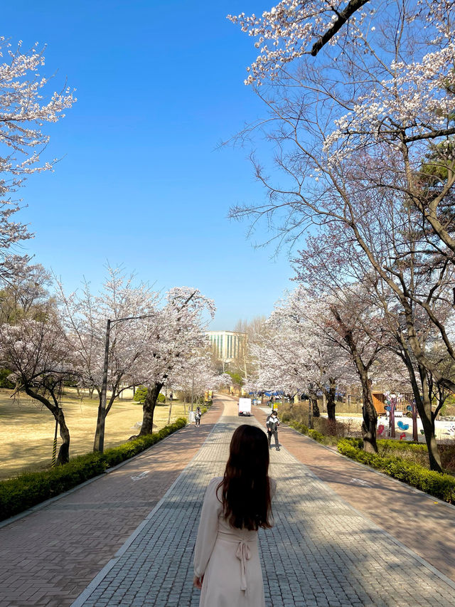 나만 알고 싶은 프라이빗 벚꽃스팟 🌸