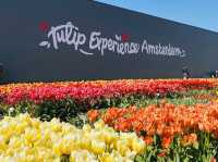 The Tulip Experience Amsterdam