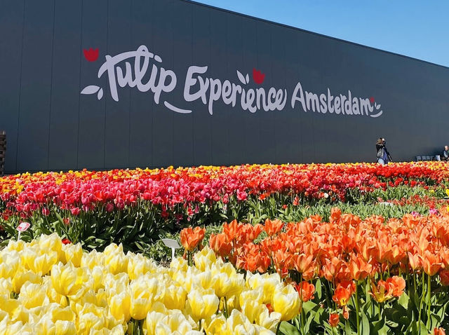 The Tulip Experience Amsterdam