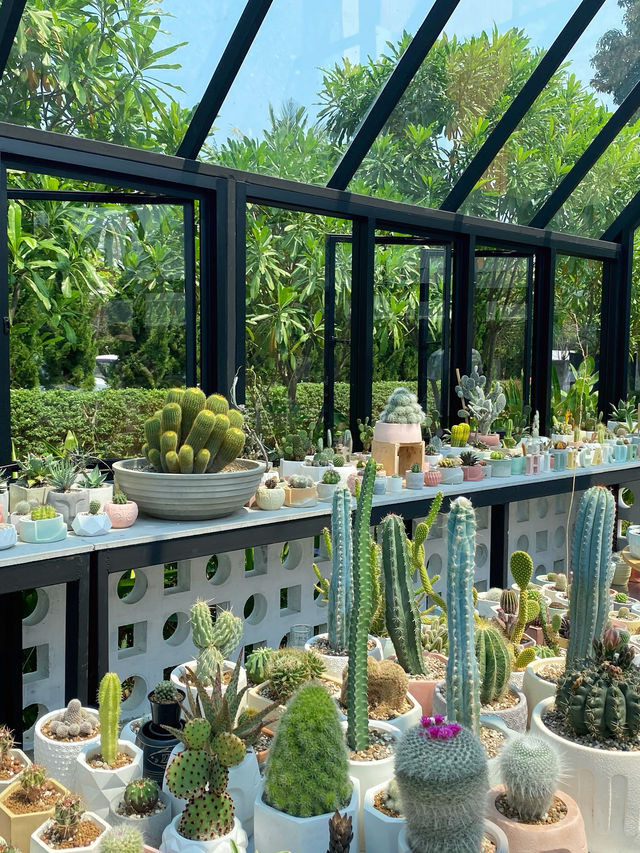 🌵 “𝙃𝙞𝙙𝙚𝙜𝙖𝙧𝙙𝙚𝙣 𝙥𝙤𝙩&𝙥𝙡𝙖𝙣𝙩” 