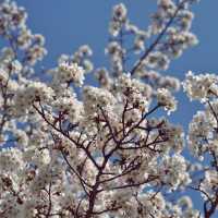 🌸 비밀의 벚꽃 길, 오라골프장입구에서의 봄날 산책