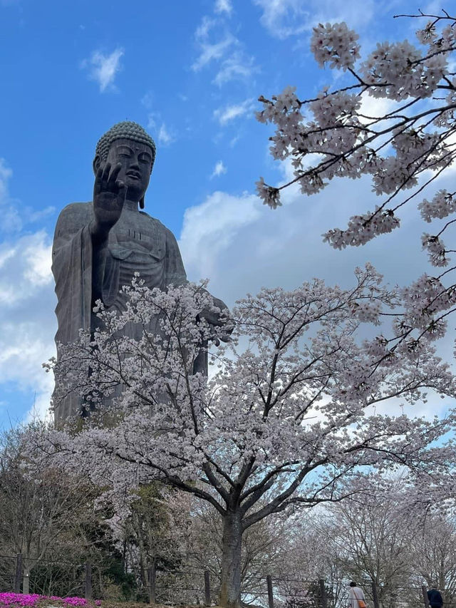  UshikuDaibutsu หลวงพ่อโตปางยืนสูงที่สุดในญี่ปุ่น