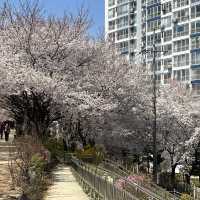 【大邱峨洋橋河畔】漫步櫻花隧道中🌸